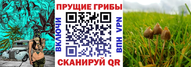 Галлюциногенные грибы Psilocybine cubensis Собинка